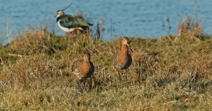 black-tailed godwit foraging