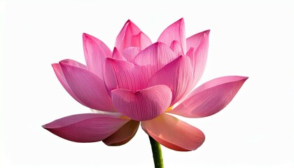 pink water lily