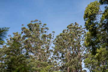 Australian bush trees and vegetation growing