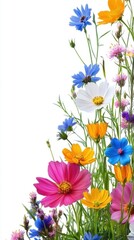 Radiant Cosmos Flowers Displaying Vivid Colors Against a Clean White Backdrop in a Vertical Composition with a Fresh and Natural Aesthetic