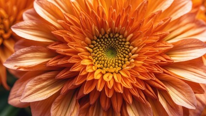 Close-up macro banner of orange calendula flower. Flower, closeup macro.