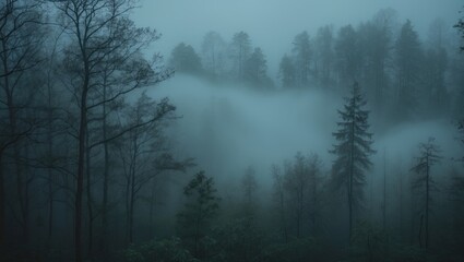 Naklejka premium A high-angle perspective of fog in the woods.
