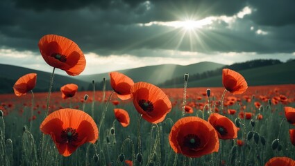 Obraz premium red poppies in a field. imagery background for remembrance or armistice day. clouds in the sky. selective color