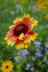 Prärie-Kokardenblume