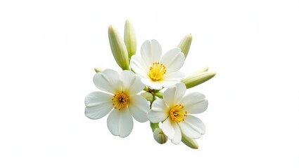 Obraz premium Neroli blossom. Citrus flower. Bunch of white orange tree flowers and buds isolated on white.