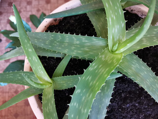 Aloe vera. Agave plant leaves closeup. The top view of a medicinal plant, potted in the pot