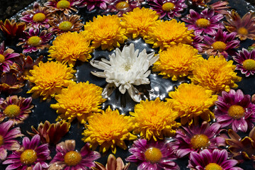 Pattern of chrysanthemums flowers in a container with water close up. Spa concept