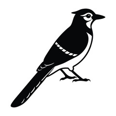 Blue Jay Perched with Tail Raised Slightly Silhouette