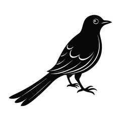 Cuckoo Perched with Raised Tail and Small Beak Silhouette
