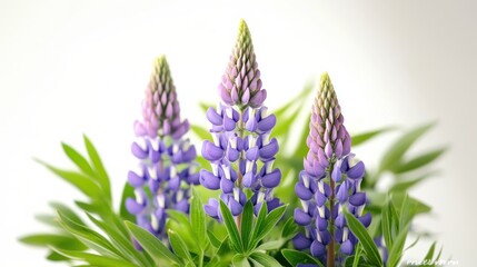 Naklejka premium Beautiful colorful flowers in Spring.