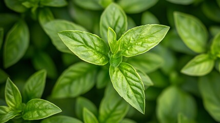 Fototapeta premium Closeup Of Fresh Green Leaves