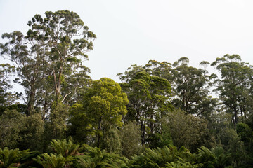 Australian bush trees and vegetation growing