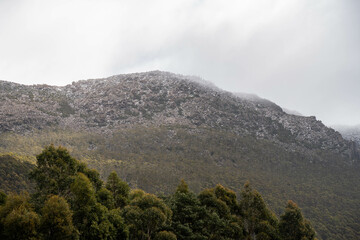 Australian bush trees and vegetation growing