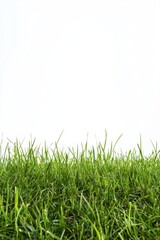 Obraz premium Green fresh grass lawn in Spring.