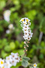 Heliotropium hirsutissimum Graue, Flora of Israel flowers against the background of green grass.