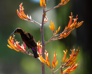 Amethyst sunbird, or black sunbird (Chalcomitra amethystina) feeding on flax fowers, (Phormium tenax), with pollen on beak and showing beautiful amrthyst rump feathers