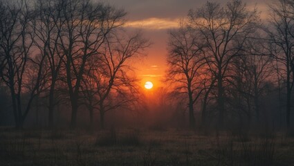 sun setting behind bare trees