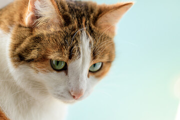 A cat with green eyes and a white face is looking at the camera