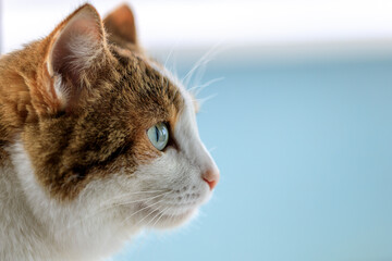A cat with a blue eye stares out the window