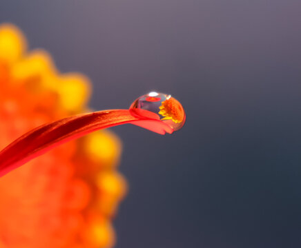 ein Tropfen Wasser auf die Spitze des Grases in der N&auml;he der Blume