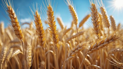 Fototapeta premium Wheat field. Close-up of golden wheat ears. Stunning rural landscape beneath bright sunlight and a blue sky. Background showcasing ripening ears of meadow wheat field.