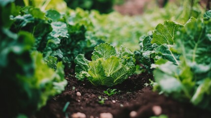 Lush Green Lettuce Garden: A Vibrant Display of Nature's Bounty