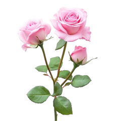 Fototapeta premium Pink Roses with Green Leaves on Elegant Stem Isolated on White Background