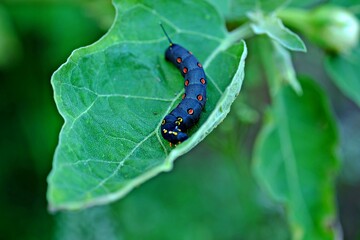 green leaves in the forest, flora and fauna