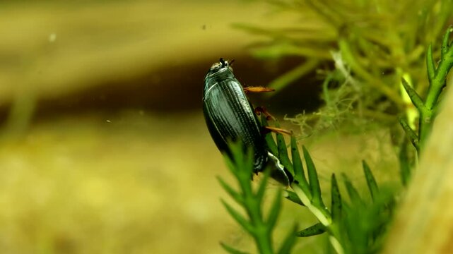 Adult Whirligig Beetle (Gyrinus sp.) underwater, laying eggs on the stem of an aquatic plant before swimming away, macro close-up. 