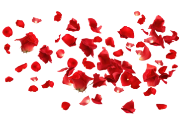 rose flowers petals on transparent background
