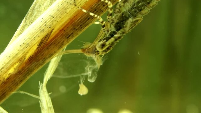 Dragonfly Nymph (Aeshna sp.) underwater, devouring a mayfly nymph using its grinding mandibles, macro close-up. 