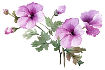 watercolor blooming purple malva flower branch on transparent background