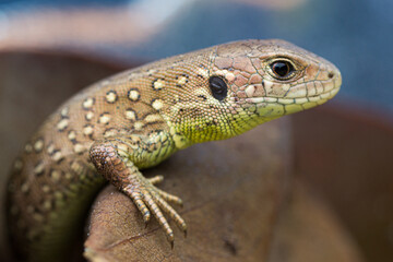 Close-up of a subadult sand lizard