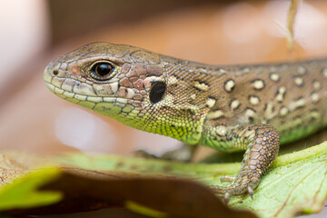 Close-up of a subadult sand lizard