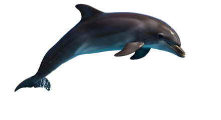 jumping dolphin isolated on white png
