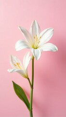 Naklejka premium Delicate white petals set against a soft pastel pink background, simple, petals, beauty