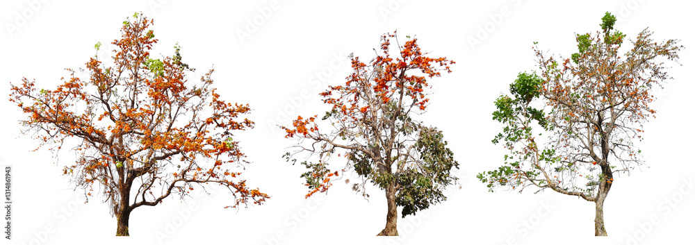Poster collection tree with orange blooming flower PNG transparent background you can move by drag and drop in main project 