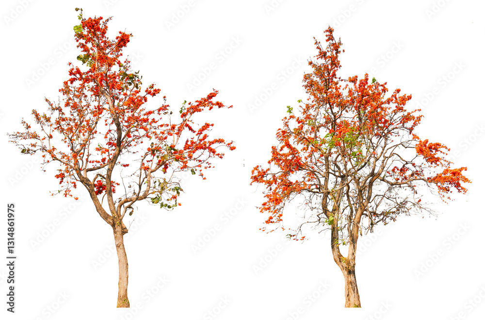 Aufkleber collection tree with orange blooming flower png transparent background you can move by drag and drop