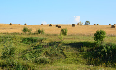 Fototapeta premium Hay Bales in Summer Field in the distance