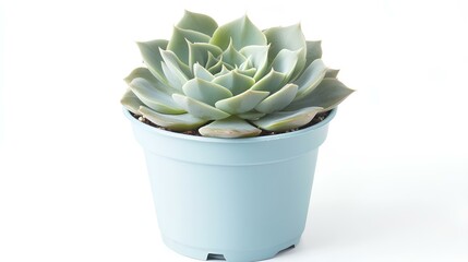 Echeveria succulent in a Blue pot, set against a clean white background