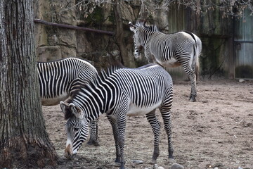 Zebras at the Zoo