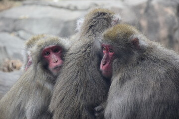 Fototapeta premium Small Emotional Cold Monkeys Looking at the Camera Cuddling