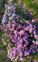 Obraz premium Beautiful Flowers