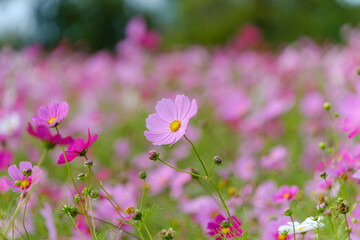ピンクのコスモスが咲き誇る美しい秋の風景