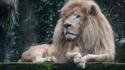 Large Male Lion Poses Regally, A closeup of the male lion resting with a ray of sunshine on his face