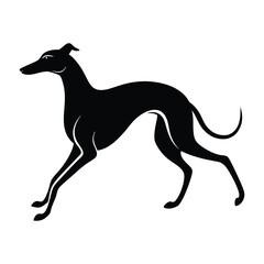 Whippet Sprinting with Aerodynamic Body Silhouette for Pet Stock