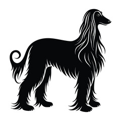 Afghan Hound Standing Elegantly with Flowing Fur Silhouette Isolated