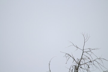 Eurasian magpie (Pica pica) in its natural environment. Group of Eurasian Magpies sitting on a tree
