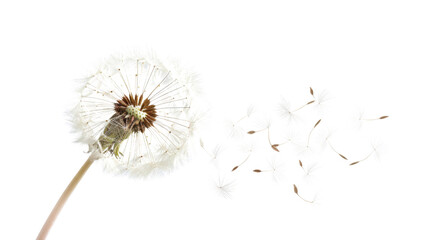 Dandelion seeds blowing in the wind on transparent background