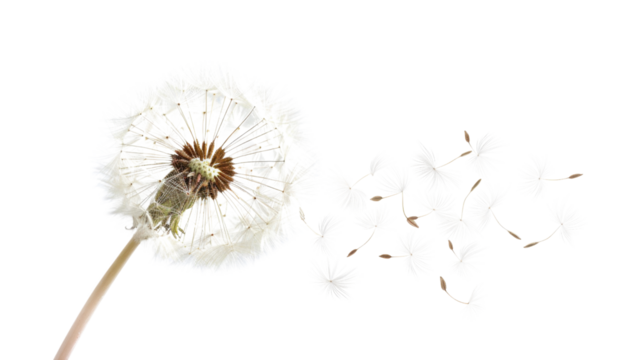 Dandelion seeds blowing in the wind on transparent background - Powered by Adobe